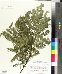 Albizia julibrissin image