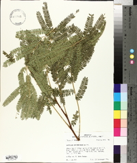 Albizia julibrissin image