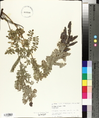 Amorpha canescens image