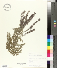 Amorpha canescens image