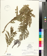 Amorpha canescens image