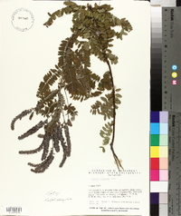 Amorpha canescens image