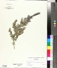 Amorpha canescens image