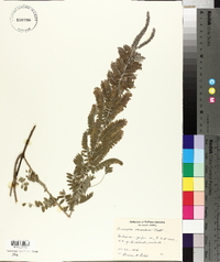 Amorpha canescens image