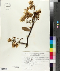 Albizia occidentalis image