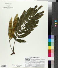 Albizia julibrissin image