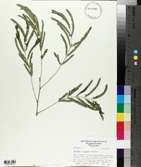 Albizia julibrissin image