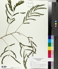 Albizia julibrissin image