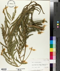 Albizia julibrissin image