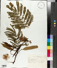 Albizia julibrissin image