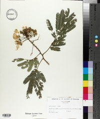 Albizia julibrissin image