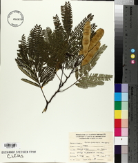 Albizia julibrissin image