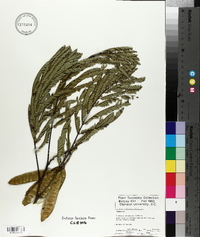 Albizia julibrissin image