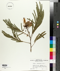 Albizia julibrissin image
