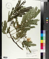 Albizia julibrissin image