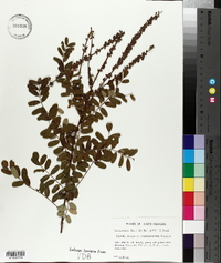 Amorpha cyanostachya image