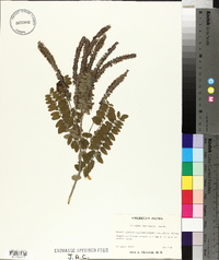 Amorpha herbacea image