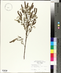 Amorpha schwerinii image