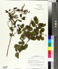 Amorpha ouachitensis image