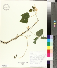 Amphicarpaea bracteata var. comosa image