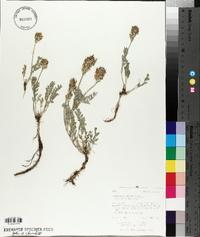 Astragalus laxmannii image