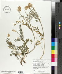 Astragalus laxmannii var. robustior image