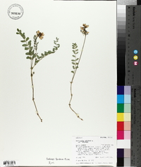 Astragalus alpinus image