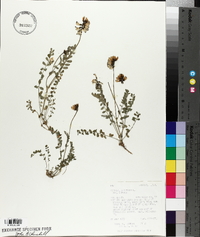 Astragalus alpinus image