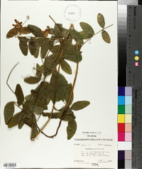 Astragalus alpinus image