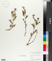 Astragalus alpinus image