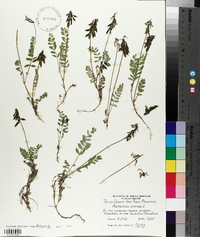 Astragalus alpinus image