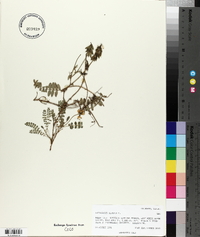 Astragalus alpinus image