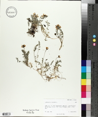 Astragalus alpinus image
