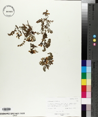 Astragalus alpinus image