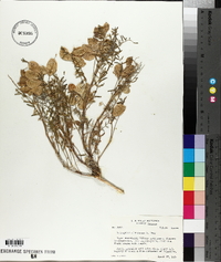 Astragalus allochrous image