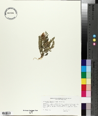 Astragalus agrestis image