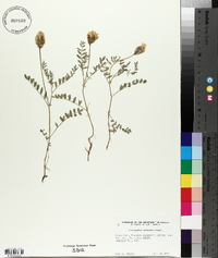 Astragalus agrestis image