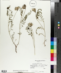 Astragalus agrestis image