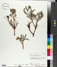 Astragalus argophyllus image