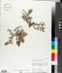 Astragalus anisus image