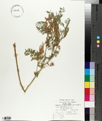 Astragalus bisulcatus image