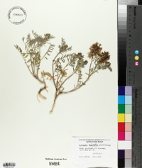 Astragalus bisulcatus image