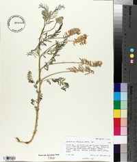 Astragalus bisulcatus image