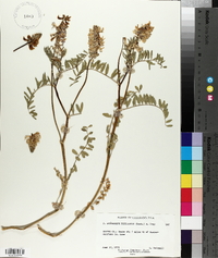 Astragalus bisulcatus image