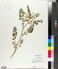 Astragalus beckwithii image