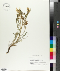 Astragalus beckwithii image