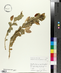 Astragalus asclepiadoides image