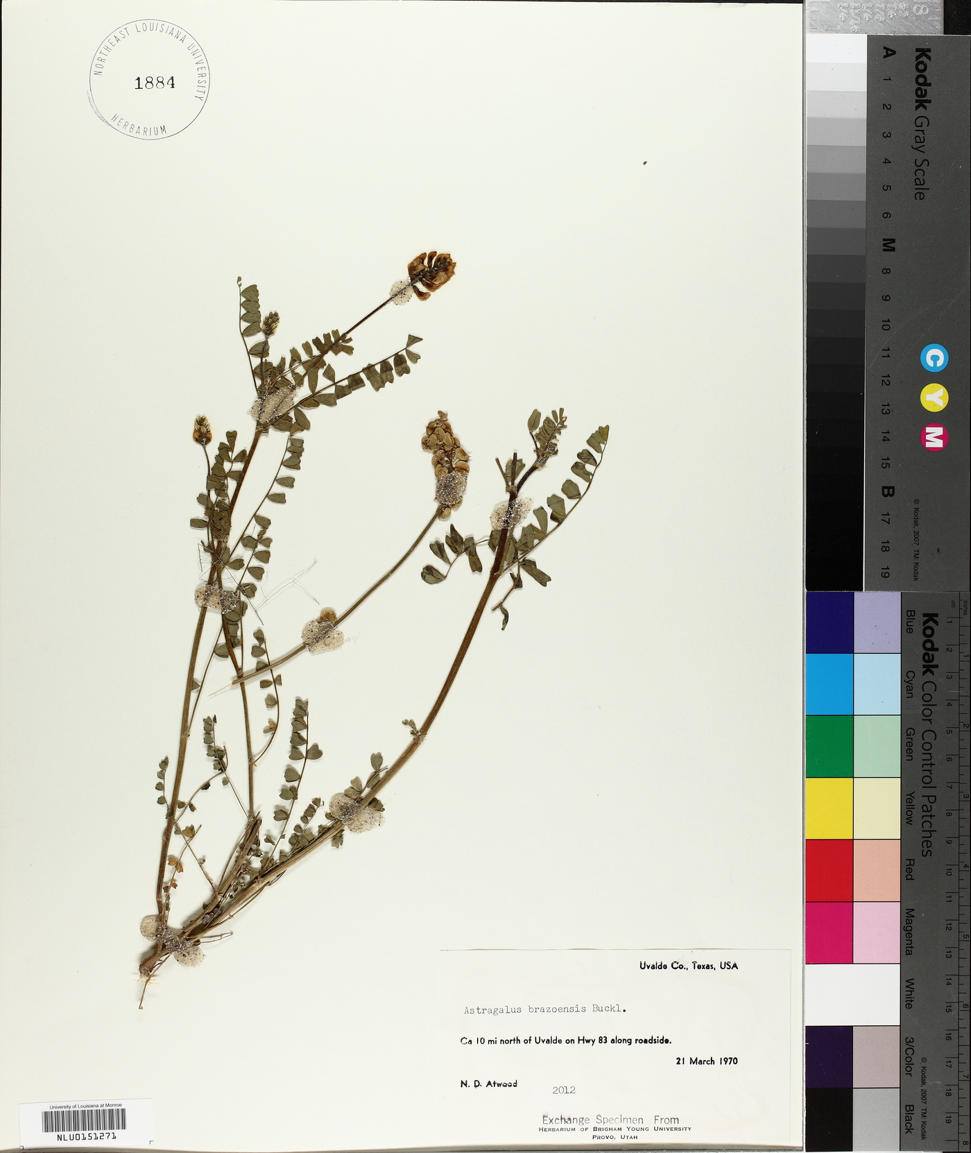 Astragalus brazoensis image