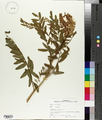 Astragalus canadensis image