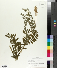 Astragalus canadensis image